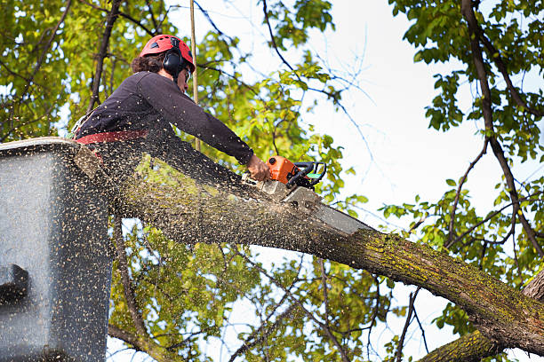 How Our Tree Care Process Works  in Denton, MD